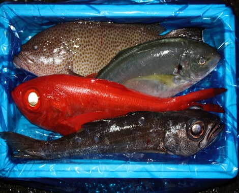 Box of Tosa Fish