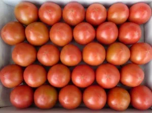 高知県春野町産・フルーツトマト2ｋｇ