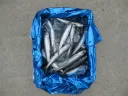 一本釣りうるめいわし　鮮魚