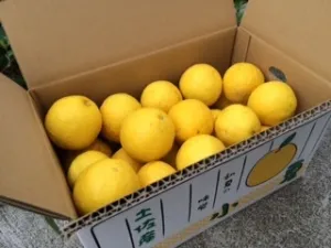 有機肥料で育てた小夏（5kg）ご家庭用
