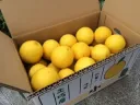 有機肥料で育てた小夏（5kg）ご家庭用