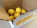 JAS有機栽培文旦(5kg)ご家庭用