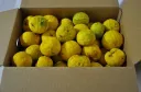 土佐ゆず玉Ｂ級品