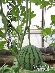 アンテナスイカ®