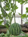 アンテナスイカ®