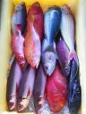 産地直送鮮魚セット