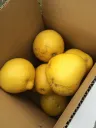 JAS有機栽培文旦(3kg)ご家庭用