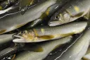 四万十川天然鮎　(網鮎、釣鮎)