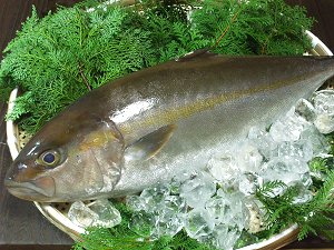 高知県産　カンパチ