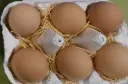 土佐ジロー卵