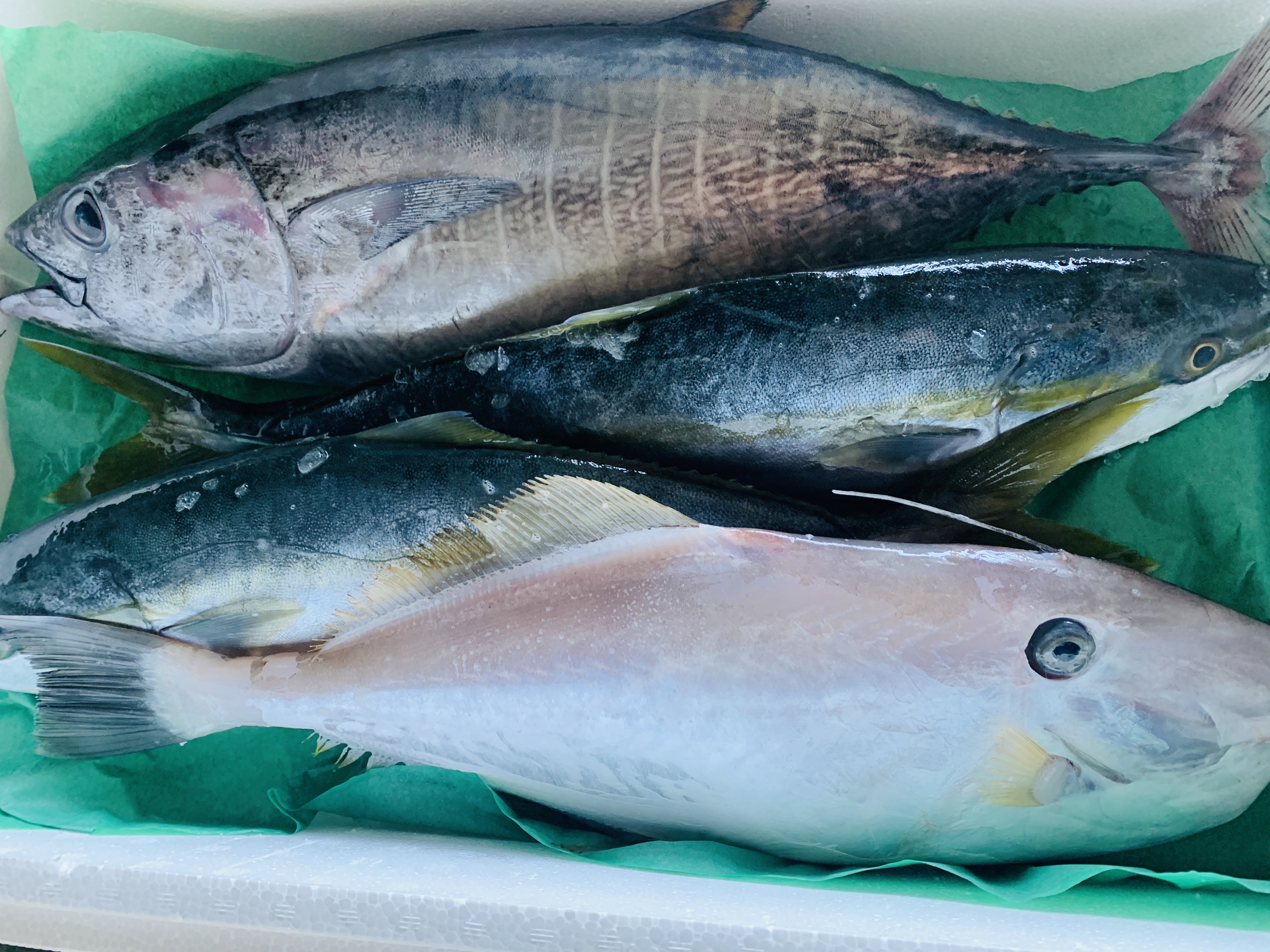 魚屋おすすめ鮮魚セット