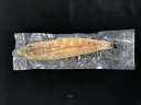 四万十うなぎ　蒲焼 有頭・背割／腹割 無地真空パック　（※国産）