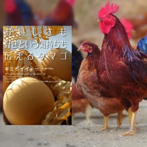 土佐山産土佐ジローの卵（業務用）