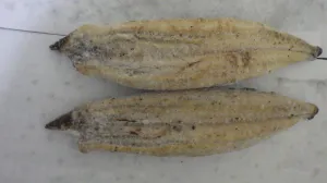 土佐の西岡うなぎの白焼き