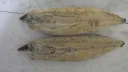 土佐の西岡うなぎの白焼き