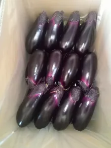 土佐鷹さんおるき　5kg