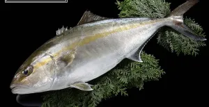 須崎　かんぱち