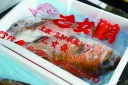 乙女タイ　鮮魚